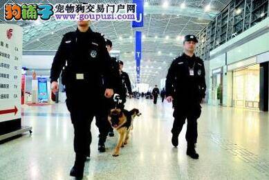 成都警犬在机场巡逻保卫春运安全