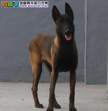 新生犬护理守则 怎样饲养刚出生的马犬