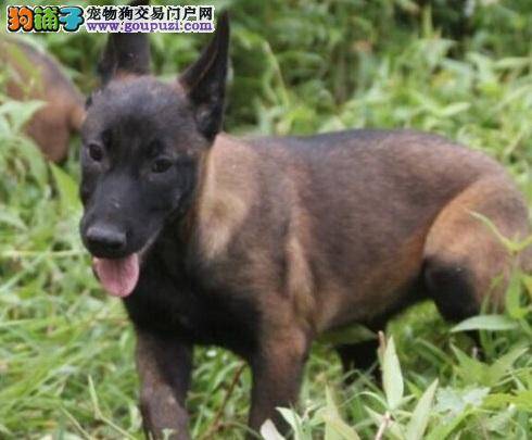 马犬训练教程