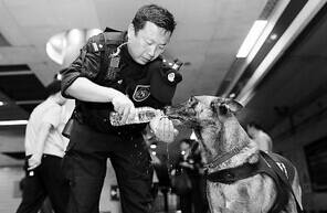 警犬担任地铁安保员 深夜执勤毫无怨言