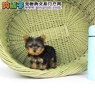 约克夏不吃饭，以前什么都不吃怎么办