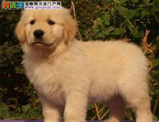 三个月的金毛犬从高处落下反应有点慢