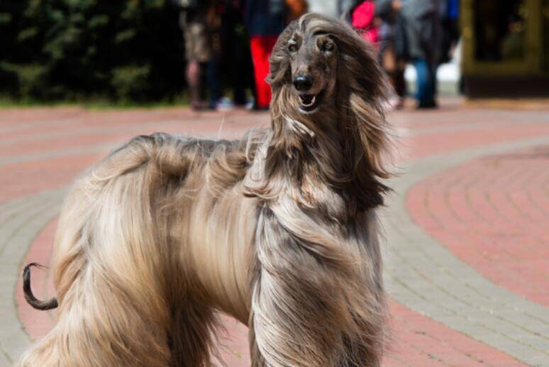 学会这几点，就能挑选一条合格的阿富汗猎犬