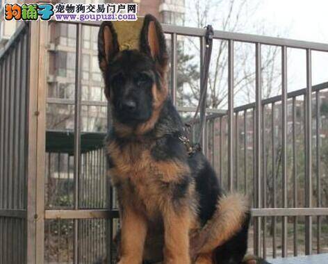 德国牧羊犬不爱吃饭应如何给它自制狗粮