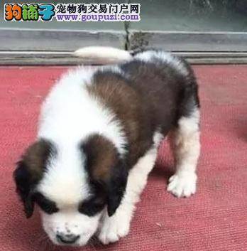 一年四季该怎样照顾圣伯纳犬