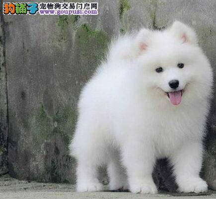 这几天萨摩耶总是大把大把的掉毛是什么情况