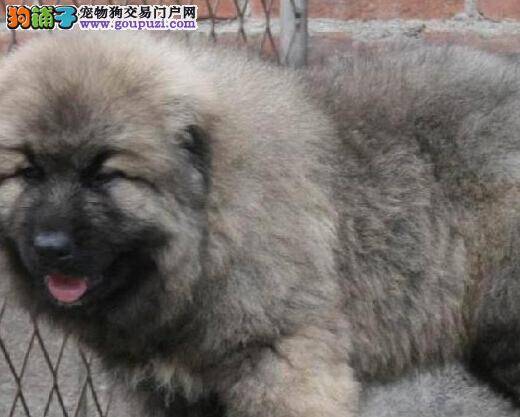 宠物饲养大全 怎样照顾不同阶段的高加索犬