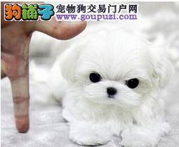 马尔济斯犬患上细小请问应如何医治