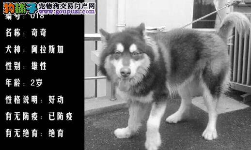 杭州犬类收容中心公布第二批免费领养狗狗的相关讯息