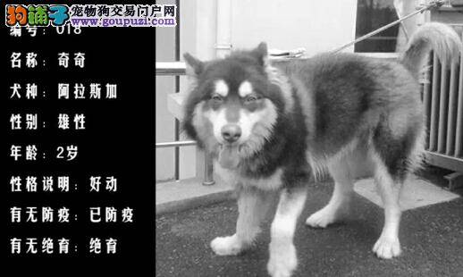 女铁警为春运保驾护航 警犬提前上岗适应