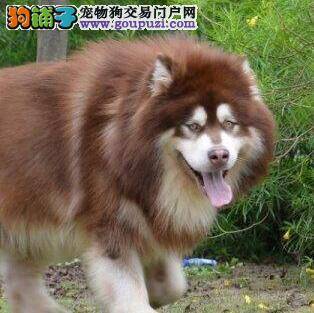 阿拉斯加犬吸气，发抖鼻涕是怎么回事