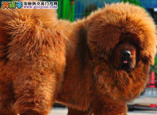 标准纯种藏獒的最主要特点是什么