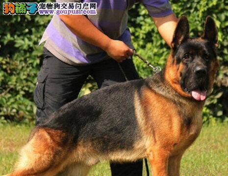 德国牧羊犬耳朵里流一些脓很臭用什么药物好