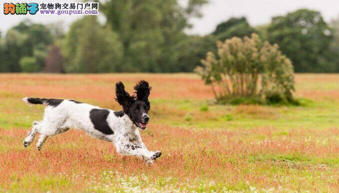 哪些疾病最容易找到史宾格犬呢