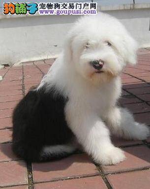 具有什么样特征的古代牧羊犬不能购买
