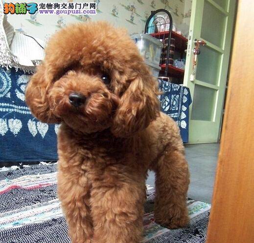 盘点清理好方法 三个步骤让泰迪犬保持口腔健康