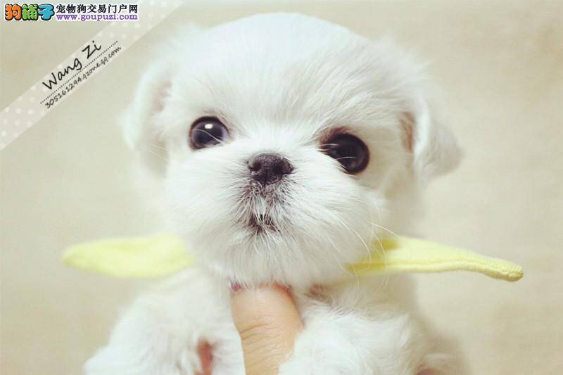 京巴狗不吃不喝，呕吐浑身无力是得什么病了