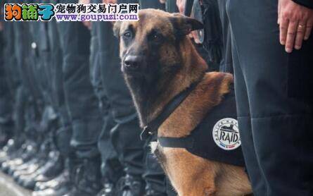 向警犬致敬 法国警犬执行反恐任务时光荣牺牲