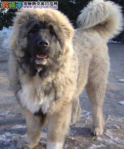 培养文明狗 应对高加索犬喜欢抓咬人的几种方法