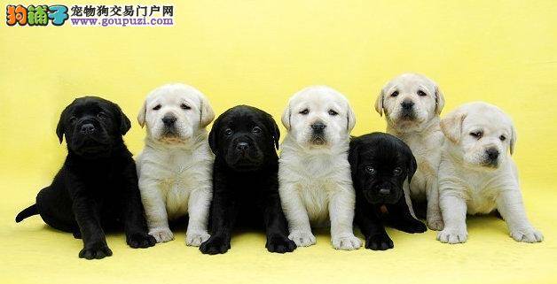 怎样才能买到最优秀的拉布拉多犬