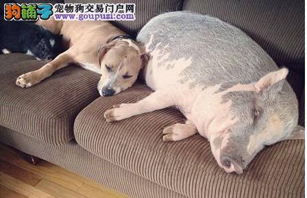 狗和猪和平相处 温馨幸福的生活画面打动千万人