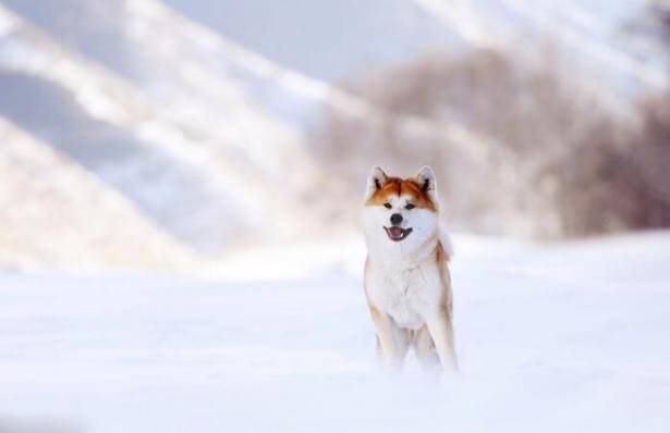 它的笑治愈人心 这么暖的秋田犬你不想养一只吗？