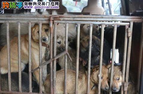 四川自贡警方抓获2人解救家犬十余只，寻狗主人