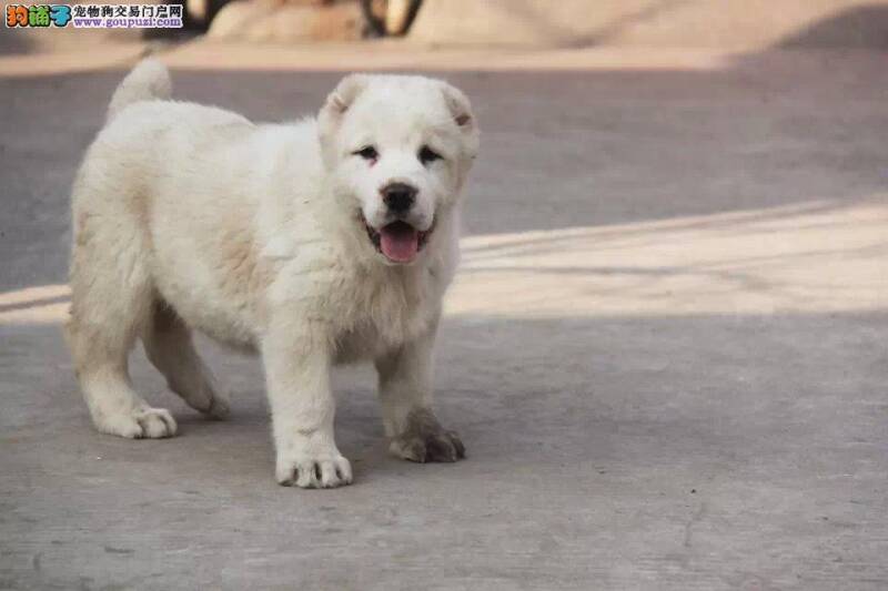 中亚牧羊犬受伤了该怎么办，求解