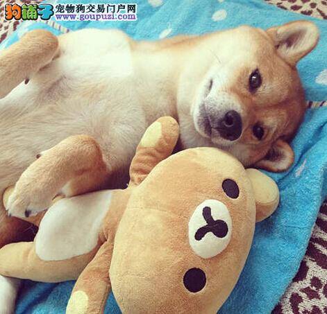教狗狗学会拒食 掌握训练柴犬的简单方法