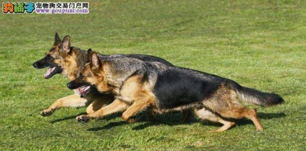 如何制止德国牧羊犬乱舔人的坏习惯