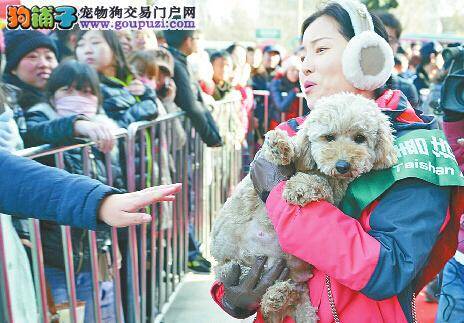 动物爱心机构开展流浪狗免费领养活动 市民积极参与