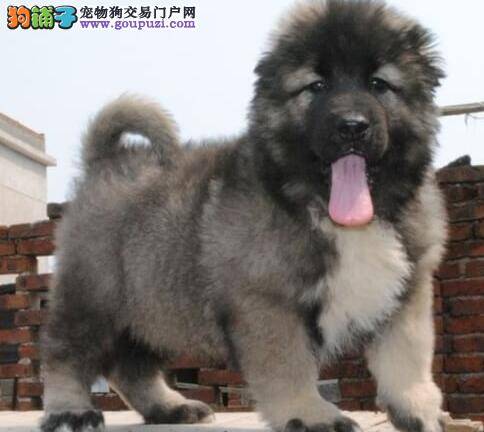 高加索犬打针部位鼓个包有没有事