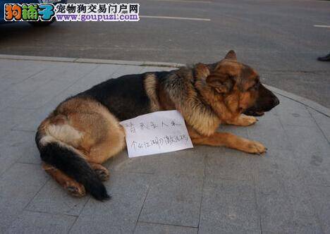 优生优育之怎么帮助狼狗做好避孕措施