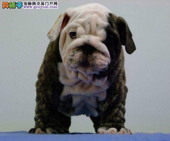 教你如何买到最棒的斗牛犬幼犬
