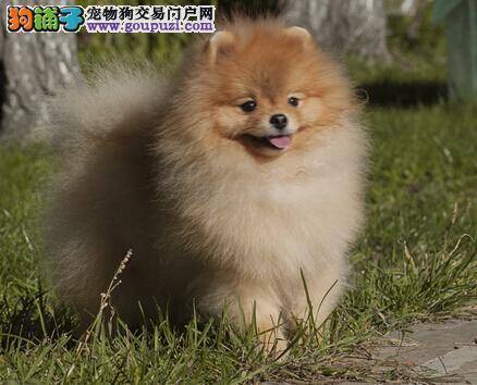 春夏交替季节狗狗护理不可少 怎样给博美犬美毛