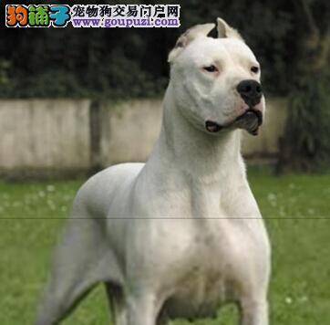 分析养狗误区 解答饲养杜高犬时最容易犯的错误