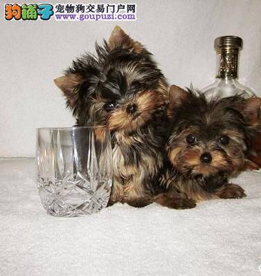 约克夏胆子很小，如何提高它的胆量