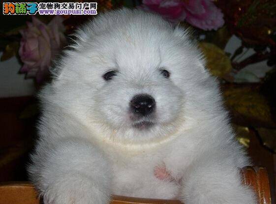 饲养有难题 教你如何冷静面对萨摩耶的厌食毛病