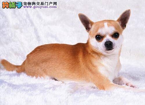 警惕狗狗咳嗽 吉娃娃总咳嗽是怎么回事