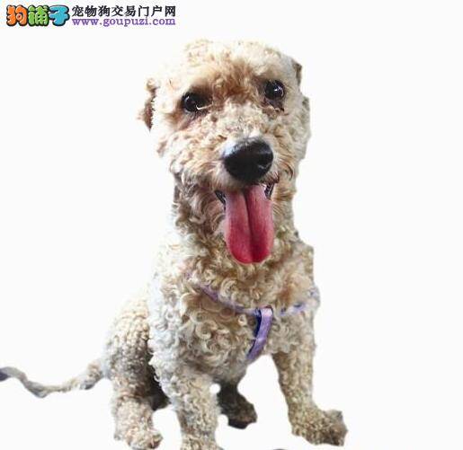 爱心市民在漳州市区接力救助走失贵宾犬