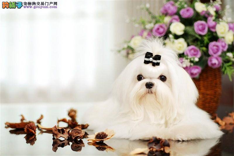马尔济斯犬连续呕吐两次是不是要感冒