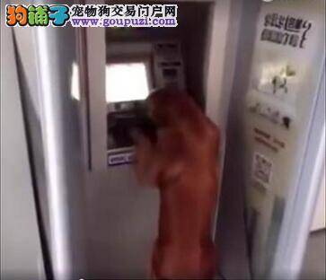 没有看错!狗狗在ATM帮主人领钱