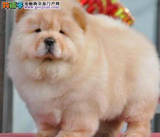 松狮犬最近总咬东西和自己的脚和尾巴这是什么情况