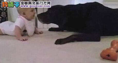 六个月大女婴学习爬行 狗狗亲吻她的鼻子鼓励她