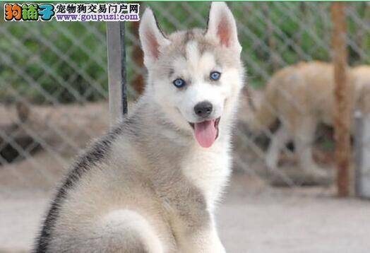 哈士奇得了湿疹用什么药治疗好得快