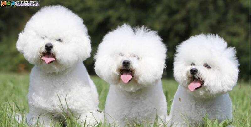 如何正确的饲养比熊犬？