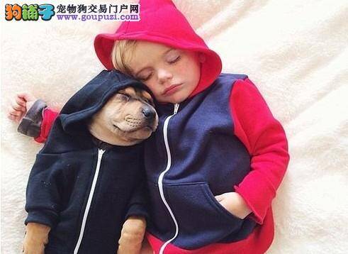 婴儿与狗卖萌相偎相依每日相拥而眠