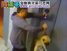 电梯上行小狗被勒住脖子 男子神一般反应救狗