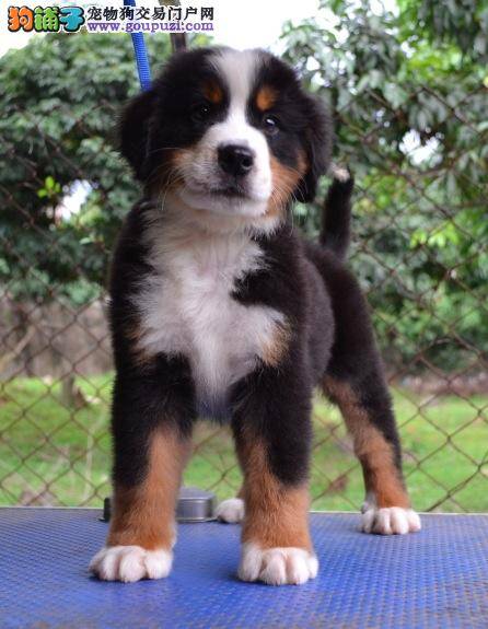 伯恩山犬的选购有哪些值得借鉴的经验