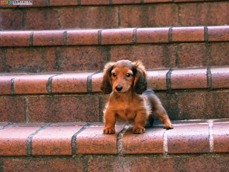 腊肠犬最近有点尿血，应如何医治